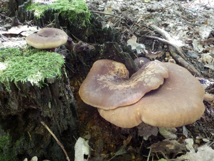 Čechratka černohuňatá (Tapinella atrotomentosa)- nejedlá