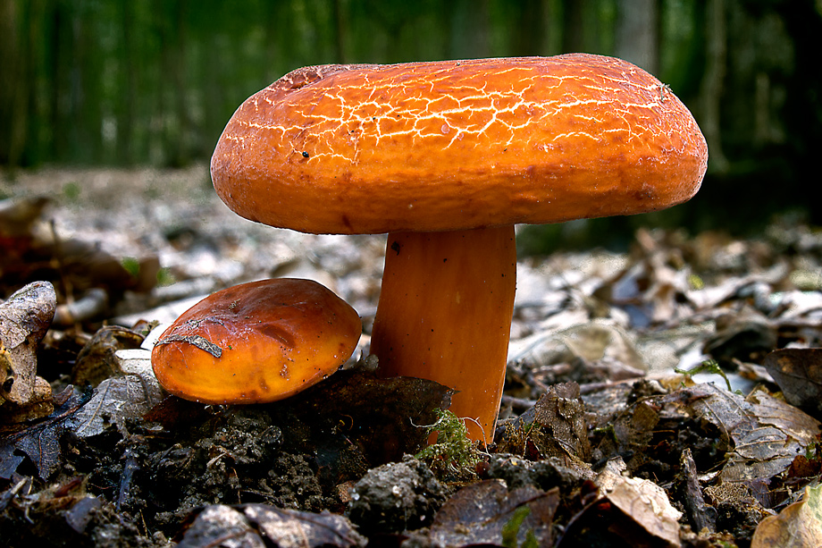 Ryzec-syrovinka3-(Lactarius-volemus)