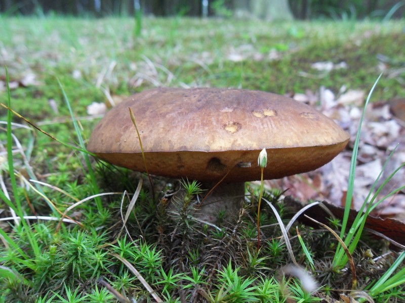 160525_kovar1.jpg