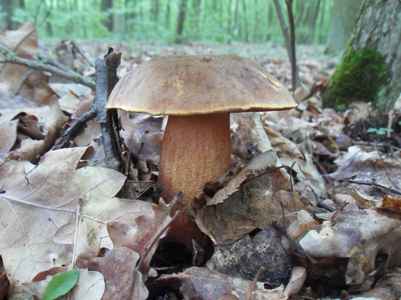 160525_kovar4.jpg
