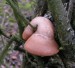 Březovník obecný (Piptoporus betulinus)